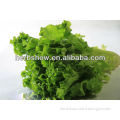 Upright grow lettuce seed-leaves lettuce